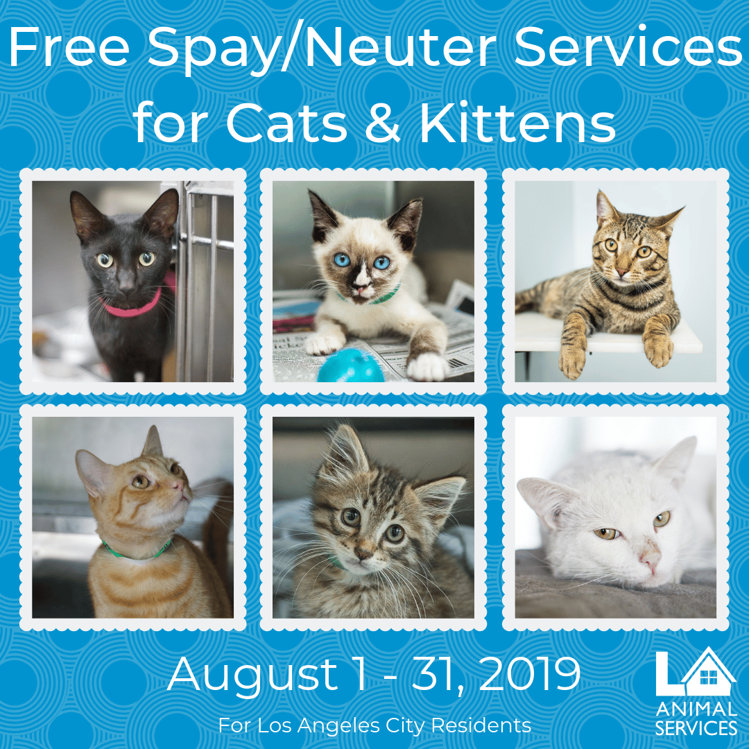Free Spay/Neuter Services for Cats &  Kittens