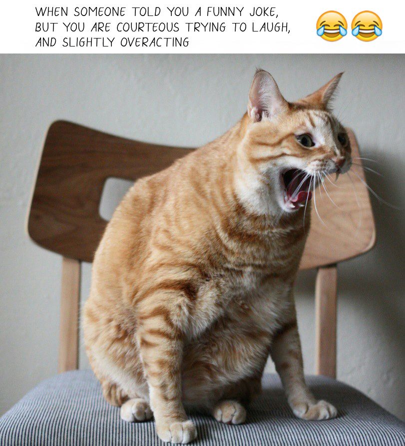 #funny #funnyanimals #cat