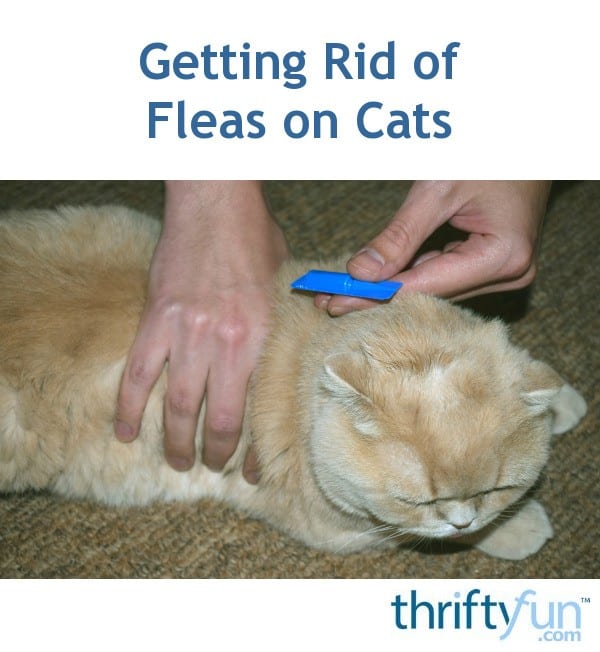 Getting Rid of Fleas on Cats