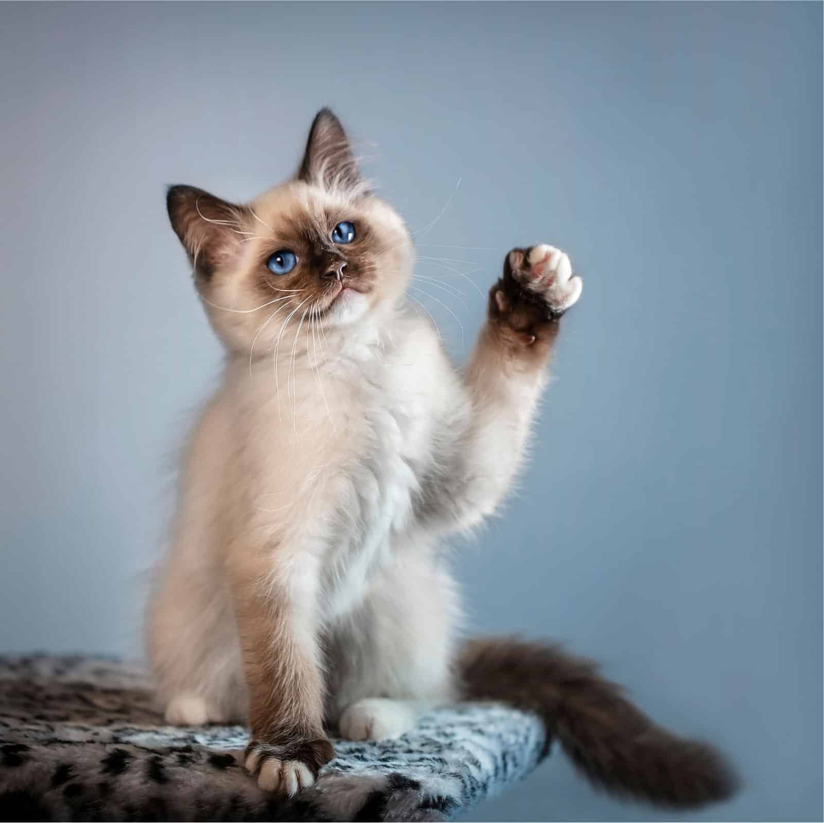 How long do Siamese cats live?