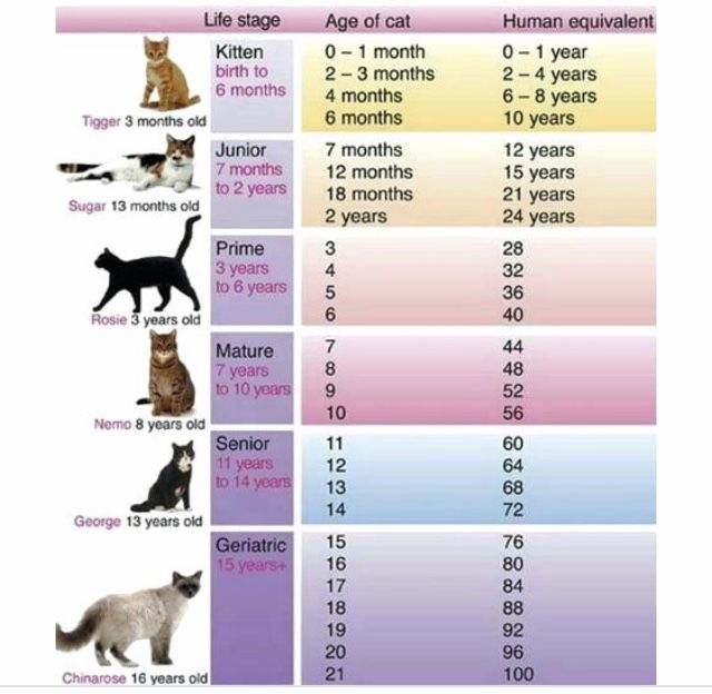 How Many Human Years Is 13 Cat Years