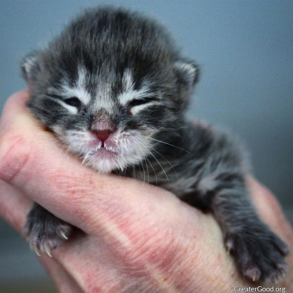 How Much To Feed Newborn Kittens