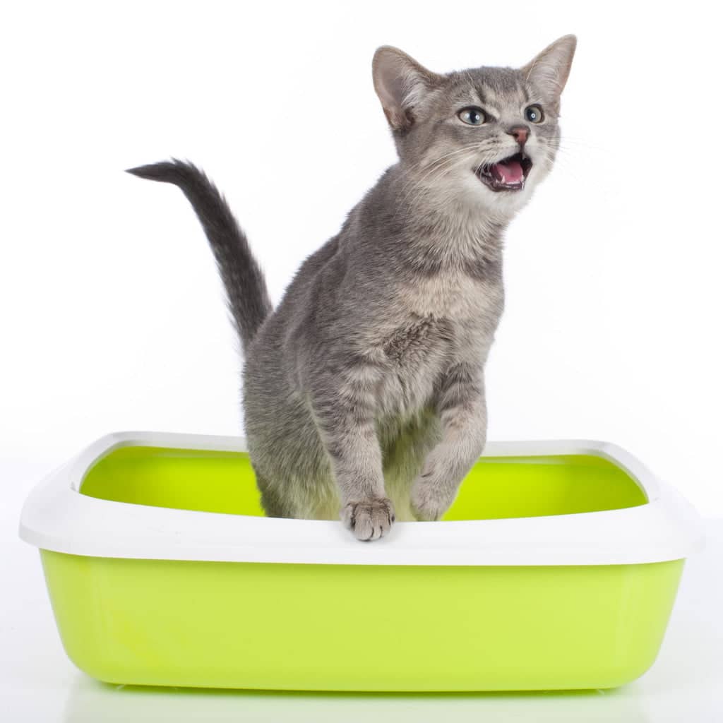 How Often Should You Change Your Cats Litter?