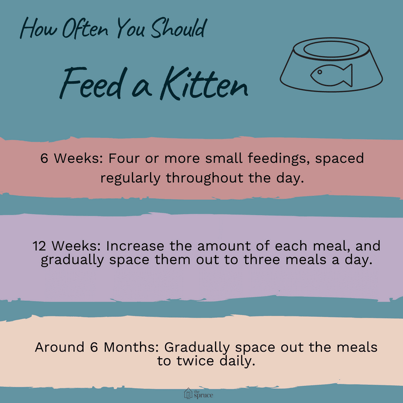 How Often Should You Feed a Cat?