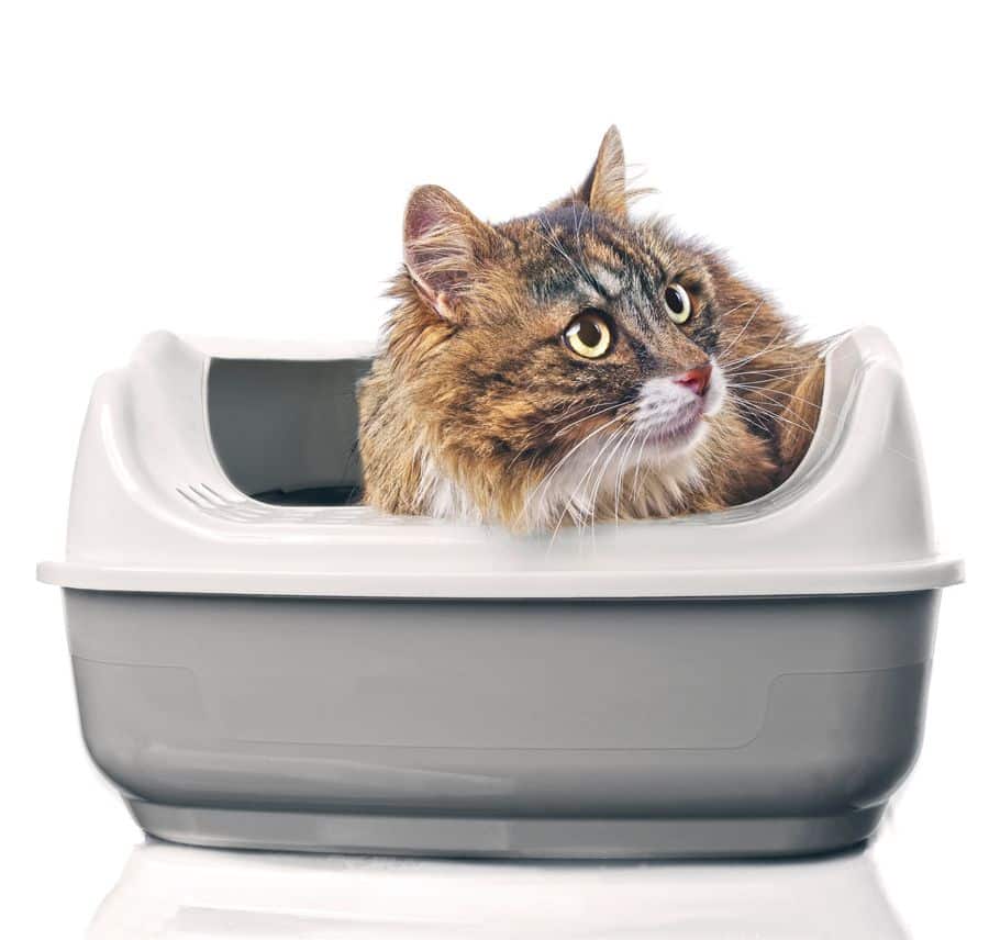 How Often To Change Cat Litter Tray