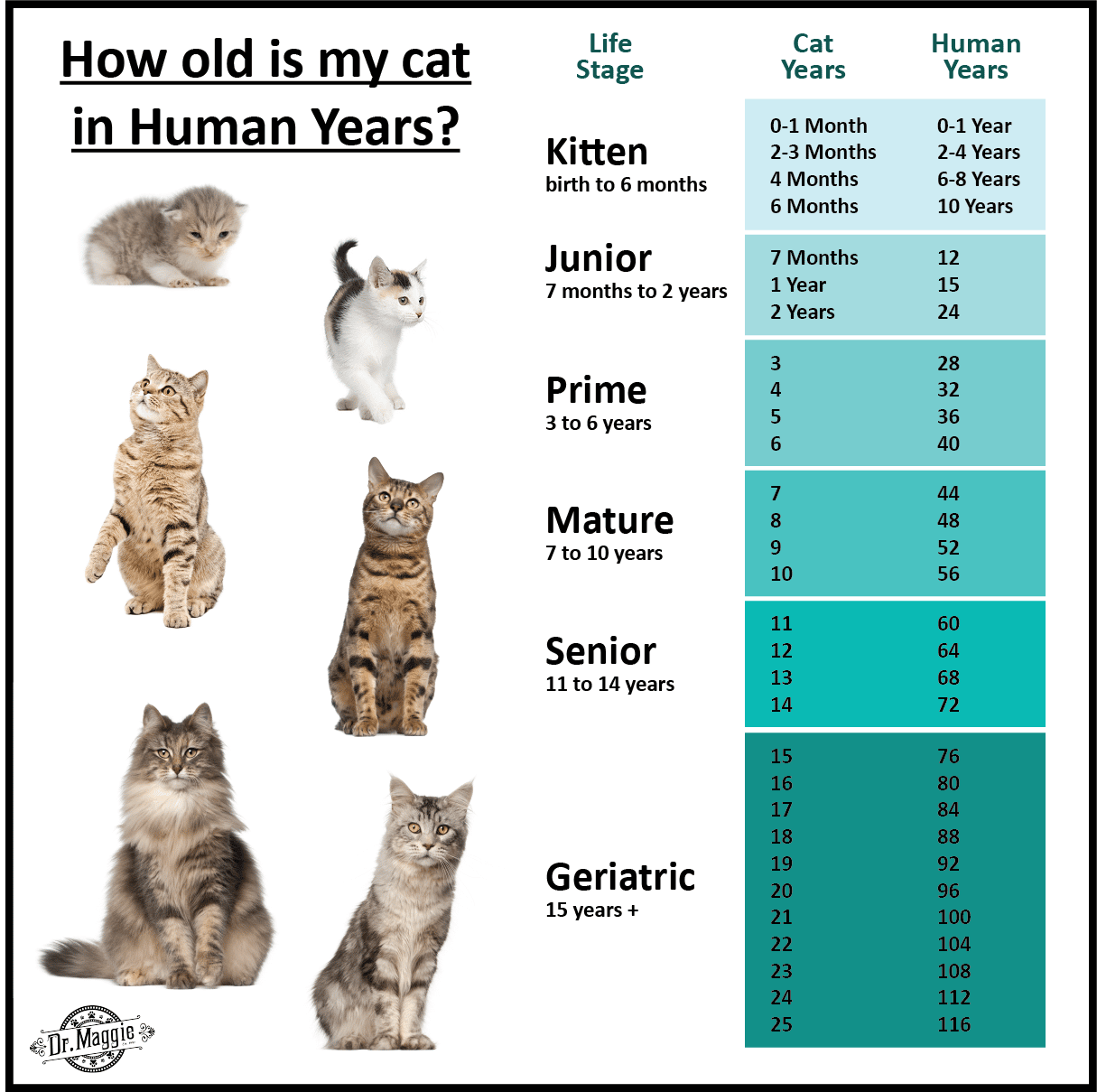 How old is your cat in human years? #catlife #kittenforever