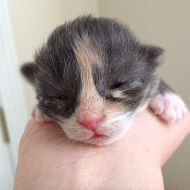 How Old When Kittens Open Their Eyes