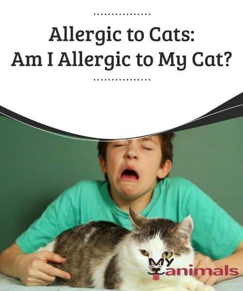How To Know You Are Allergic To Cats