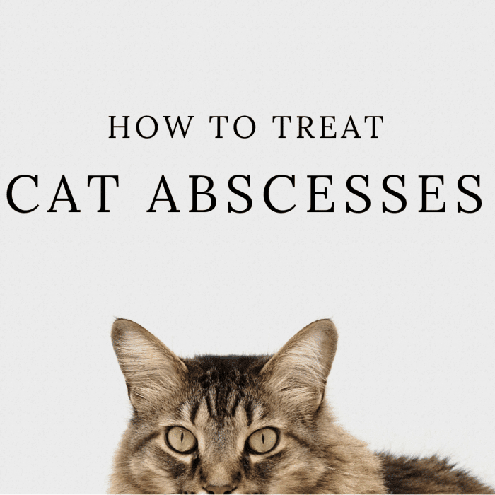 How to Treat Cat Abscesses at Home