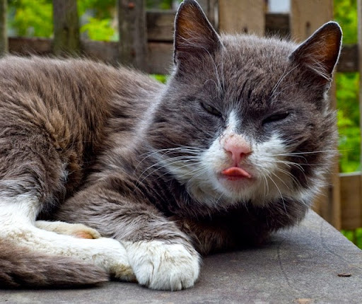 How to Use Benadryl for Cat Allergies