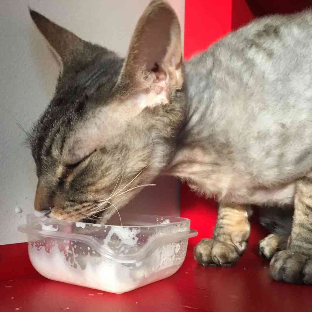 Is Milk Really That Bad For Cats To Drink?