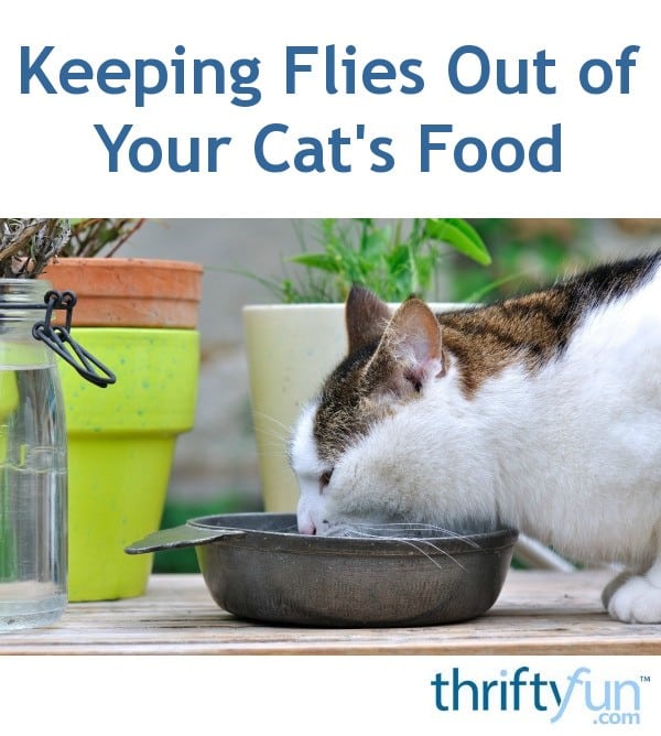 Keeping Flies Out of Your Cat