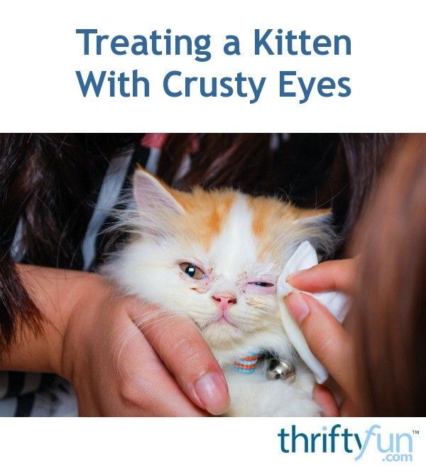Kitten Eye Infection Home Remedy
