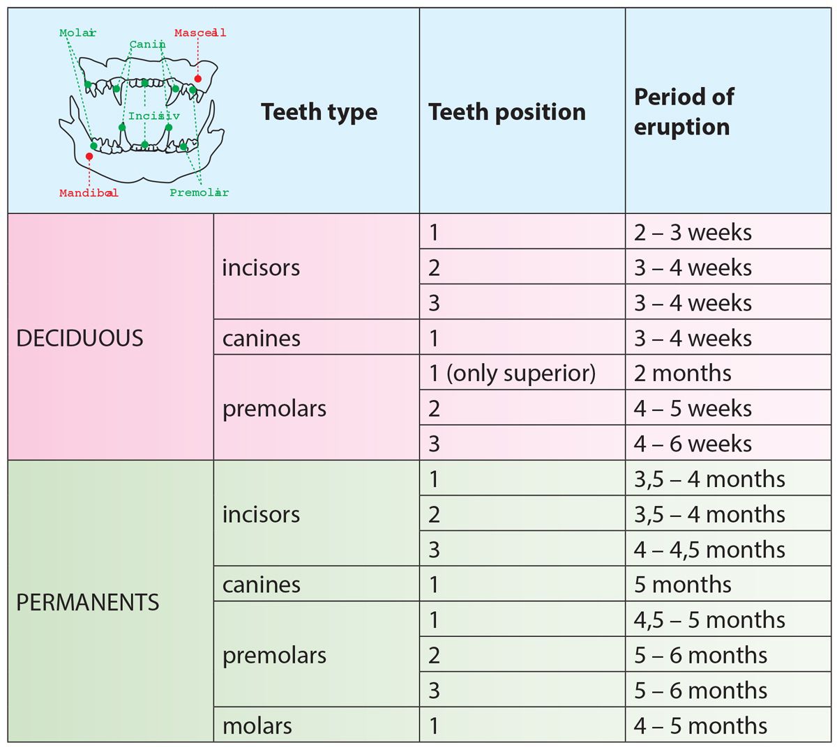 Kitten Teeth Chart Age