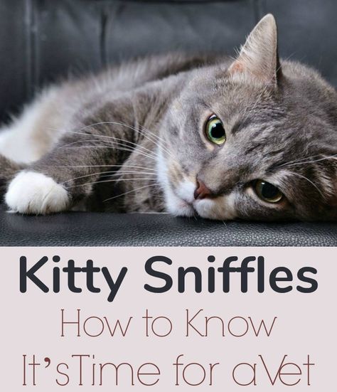 Kitty Sniffles: How to Know Its Time for a Vet