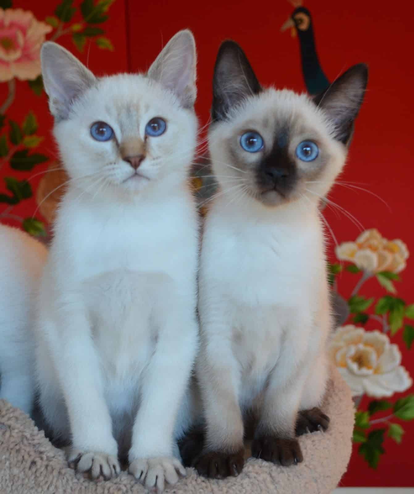Lynx Point Siamese Kittens For Sale