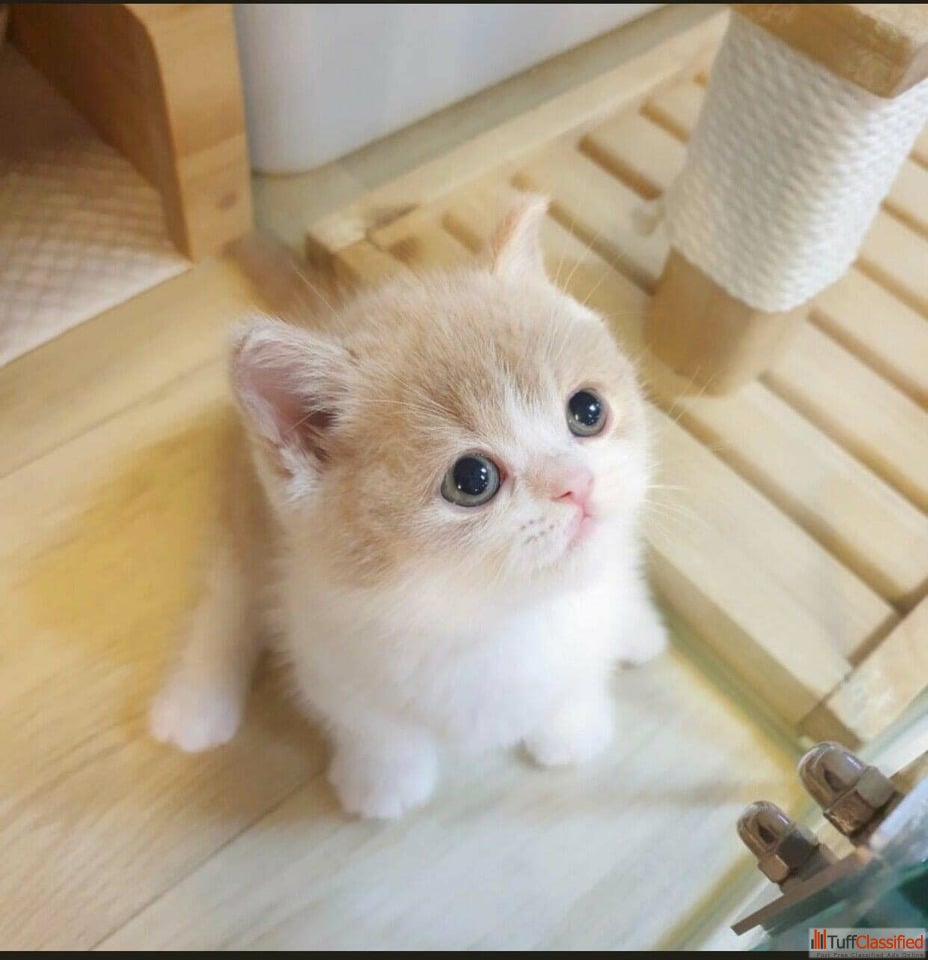 Munchkin cats for sale Pets &  Animals In Central Delhi