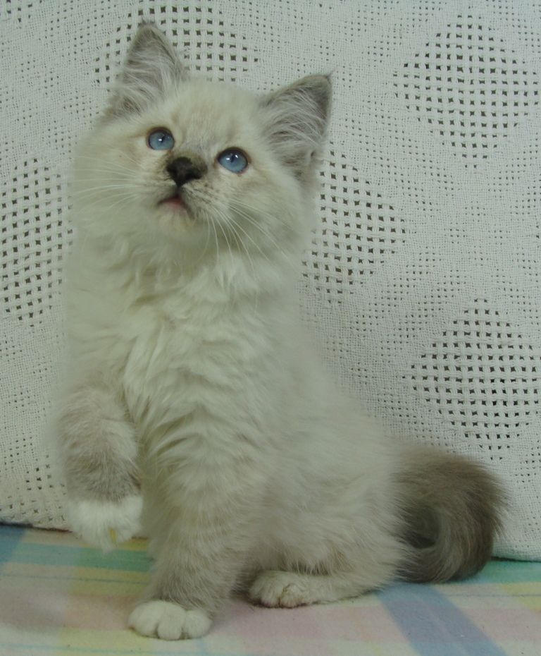 Munchkin Kittens For Adoption California