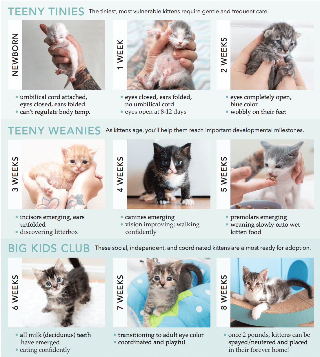 Newborn kittens, Kitten age chart, Baby kittens
