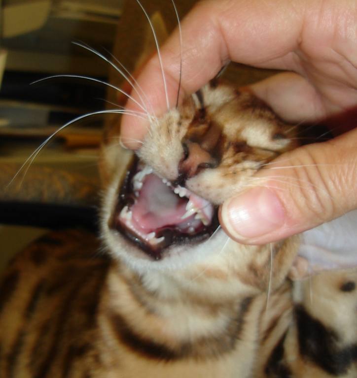 northlanddesigned: When Do Kittens Teeth Fall Out