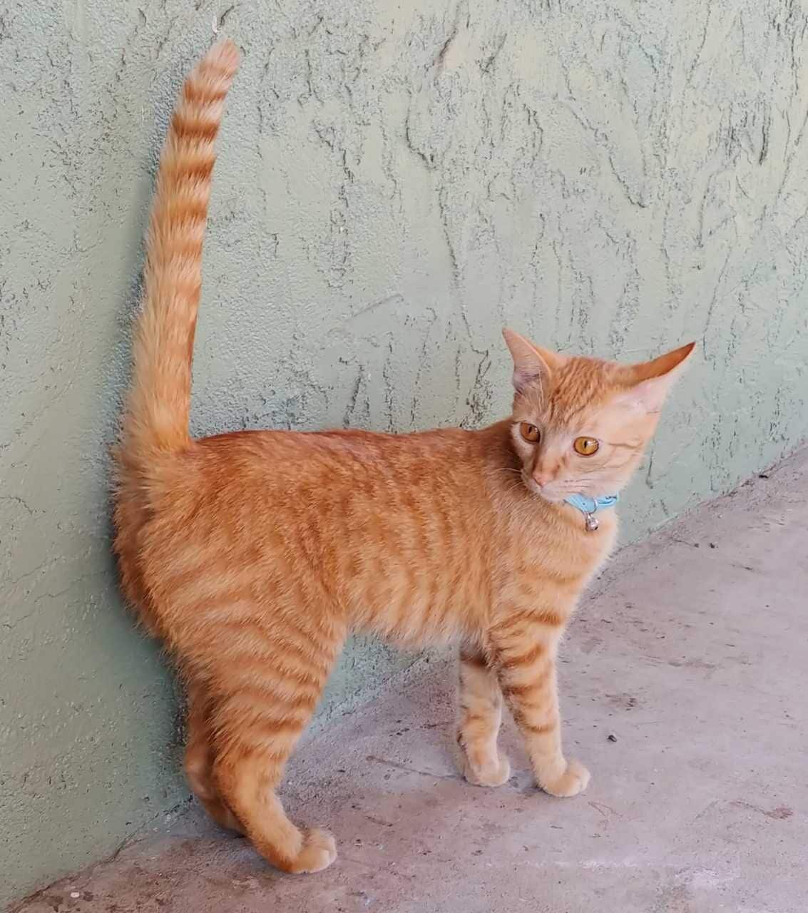 Orange Tabby Kitten For Adoption in El Cajon CA