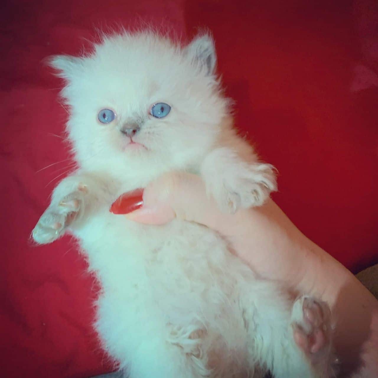 Persian Cats For Sale