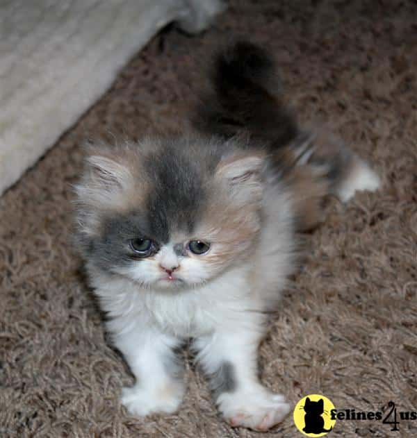 Persian Kitten for Sale: Purrsonality Bitzy gal dilute calico Persian ...
