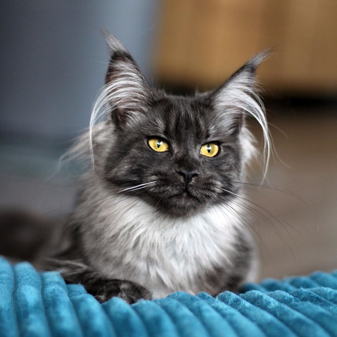 Pictures Of Black Maine Coon Kittens
