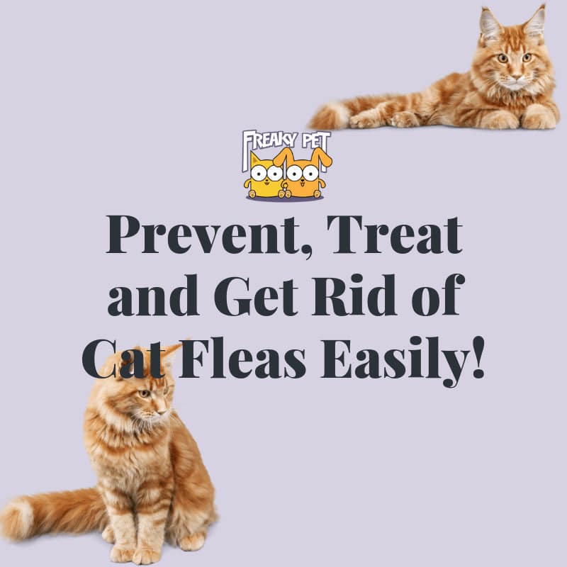 Prevent, Treat and Get Rid of Cat Fleas Easily!