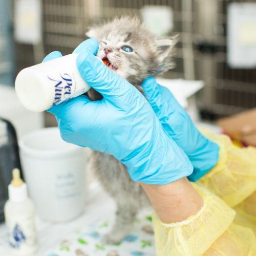 Raising Orphaned Kittens  Kitten Rescue