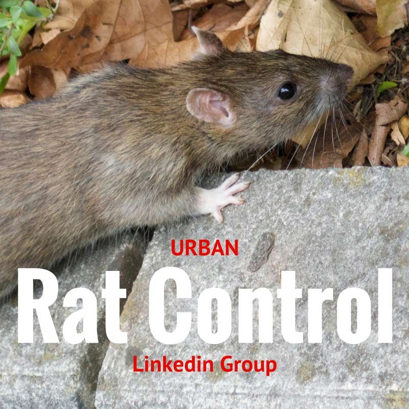 Really??? A Linkedin group on rats! @ratsgoneuk