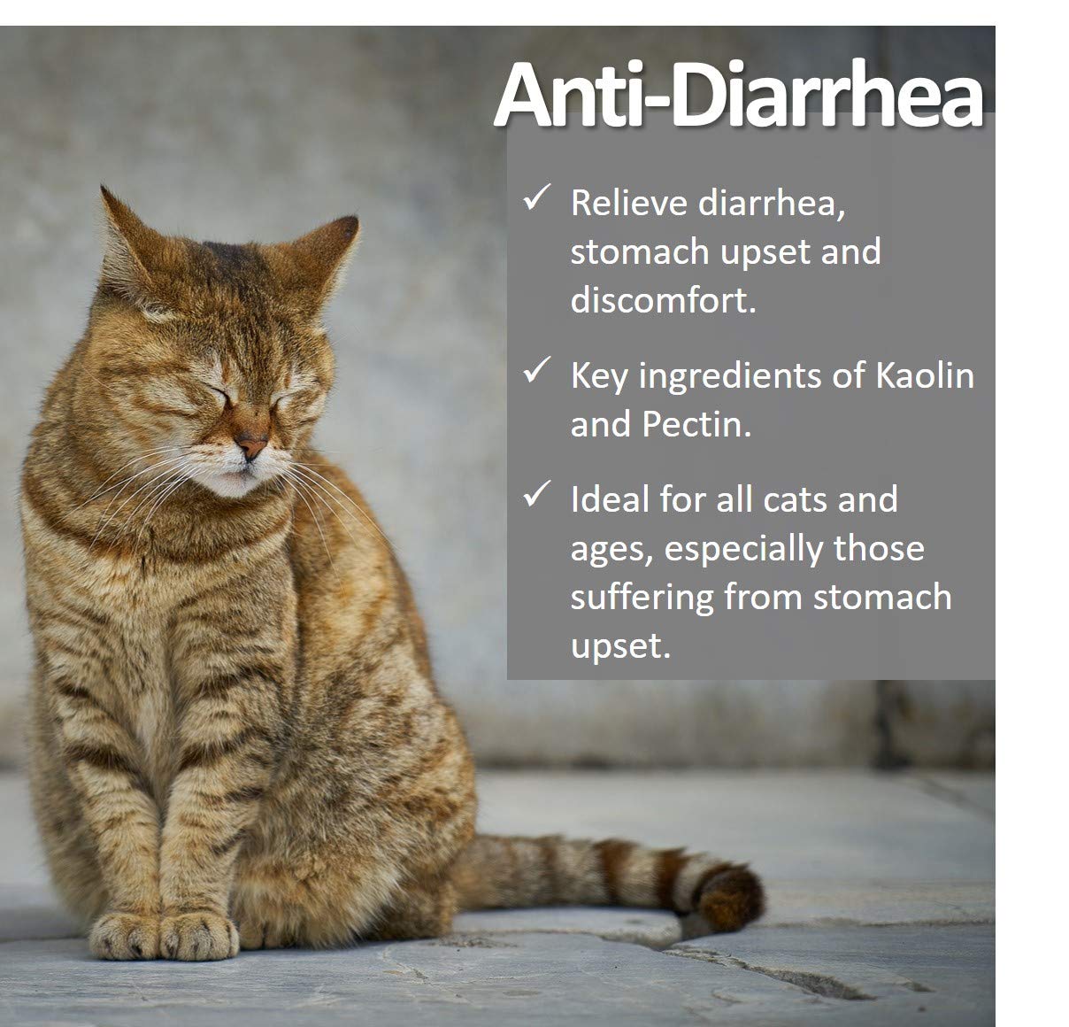 Reasons Cats Have Diarrhea