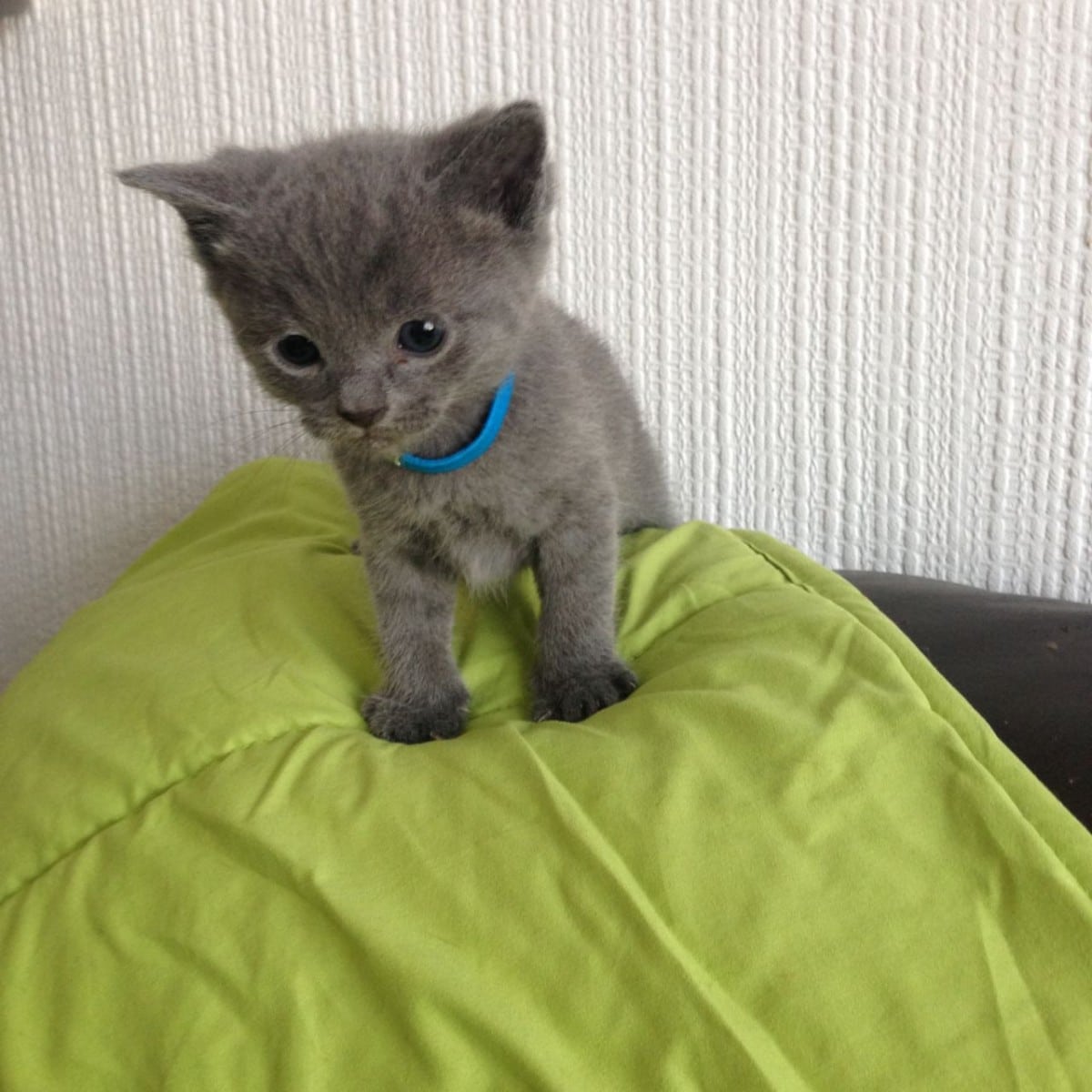 Russian Blue Cats For Sale