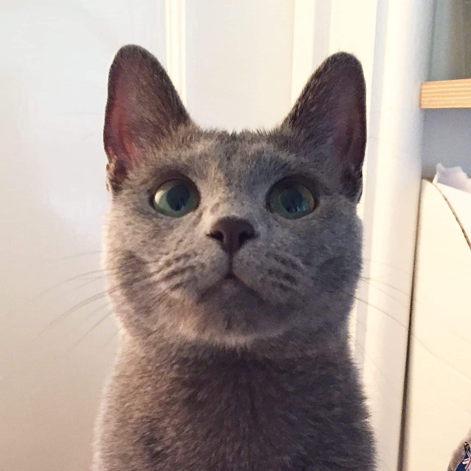 Russian Blue Hypoallergenic Cats For Adoption  Idalias Salon