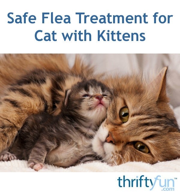 Safe Flea Treatment for Cat with Kittens