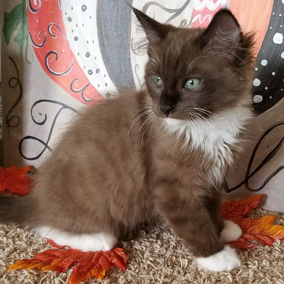Scottish Fold Munchkin Kittens For Sale Oregon