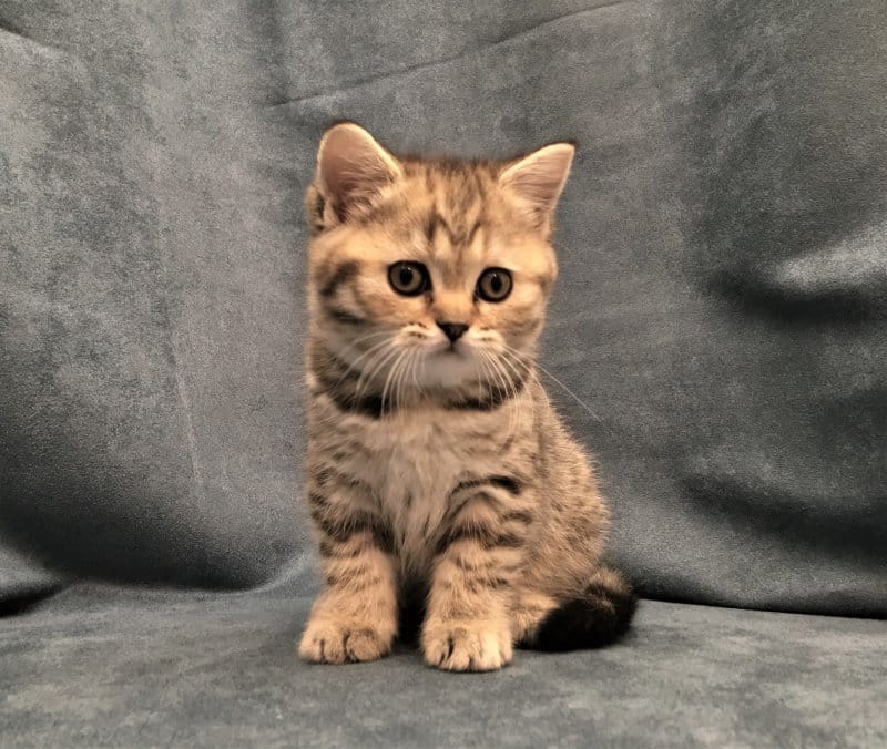 Scottish Fold/British Kittens For Sale in Raleigh, North Carolina