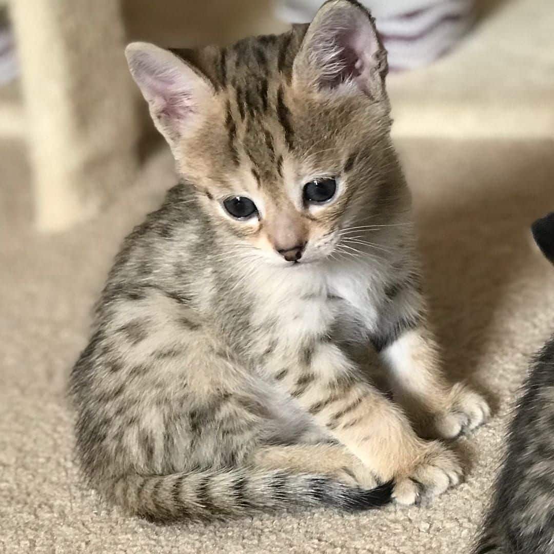 Serval Kittens For Sale In Texas  Pet and Animals Care