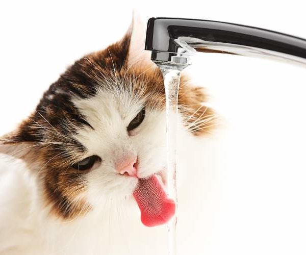 Should You Give Your Cats Milk?  Welcome to Young Veterinary ...