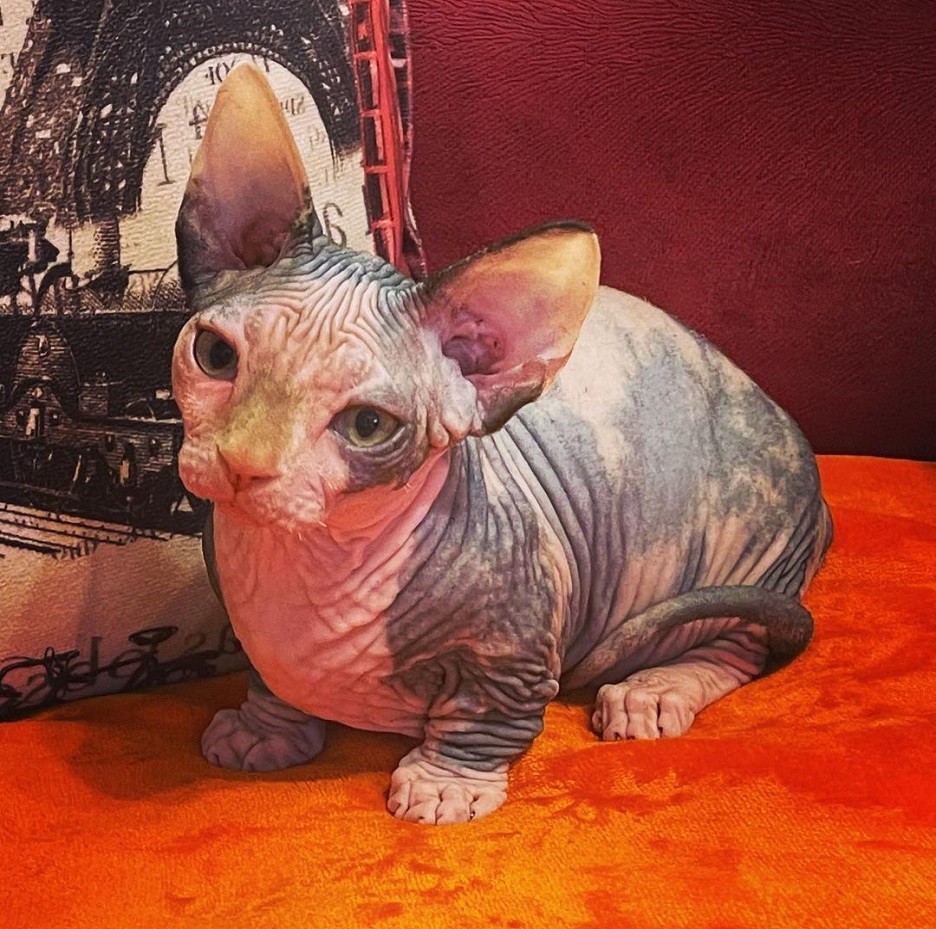 Sphynx For Sale 300