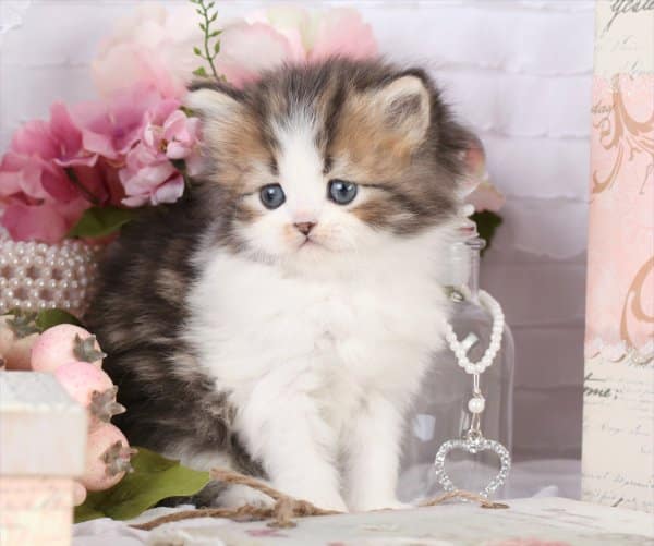 Teacup Persian Cats, Teacup Persian Kittens, miniature Cats, miniature ...
