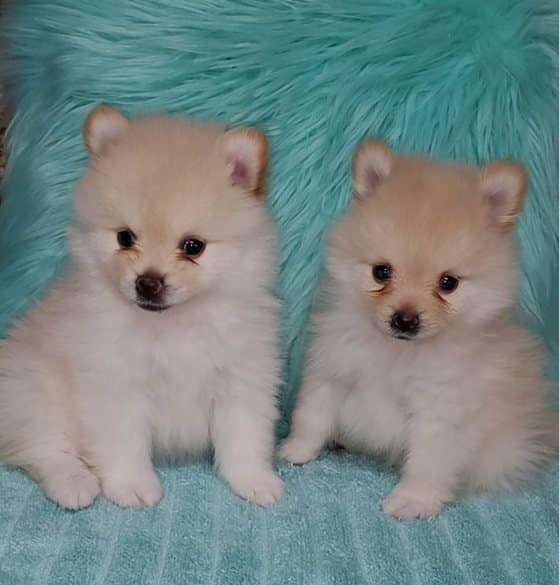 Teacup Pomeranian puppies