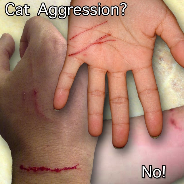 Unprovoked Domestic Cat Attack  PoC