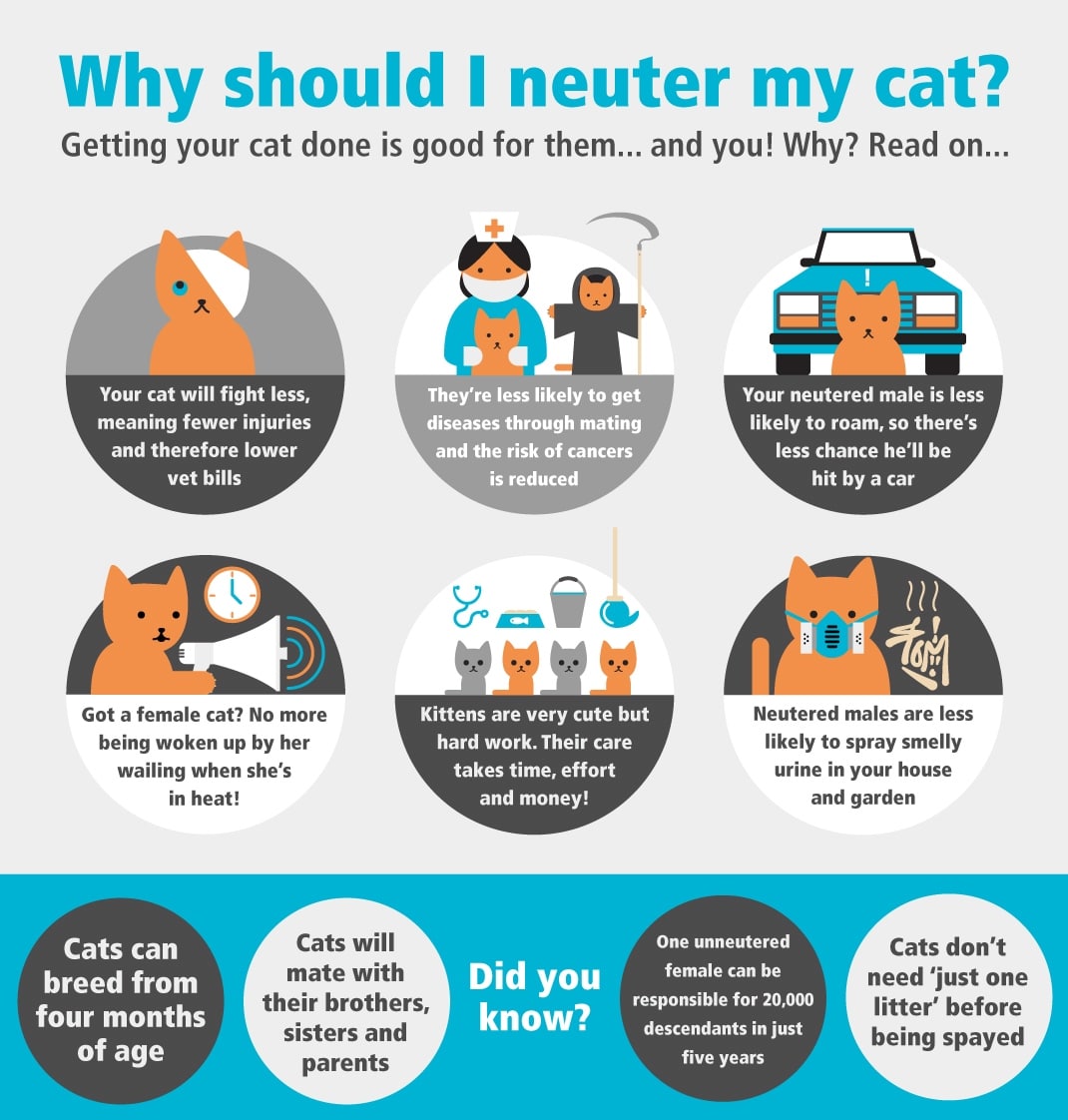 What Age Should You Get A Cat Neutered