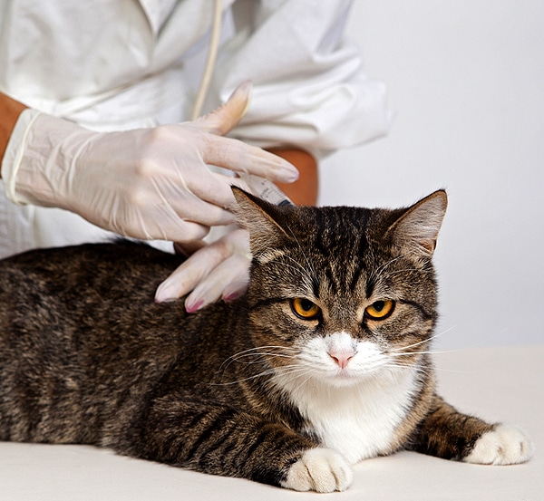 What Are Titers? Can They Show What Vaccinations a Cat Needs?