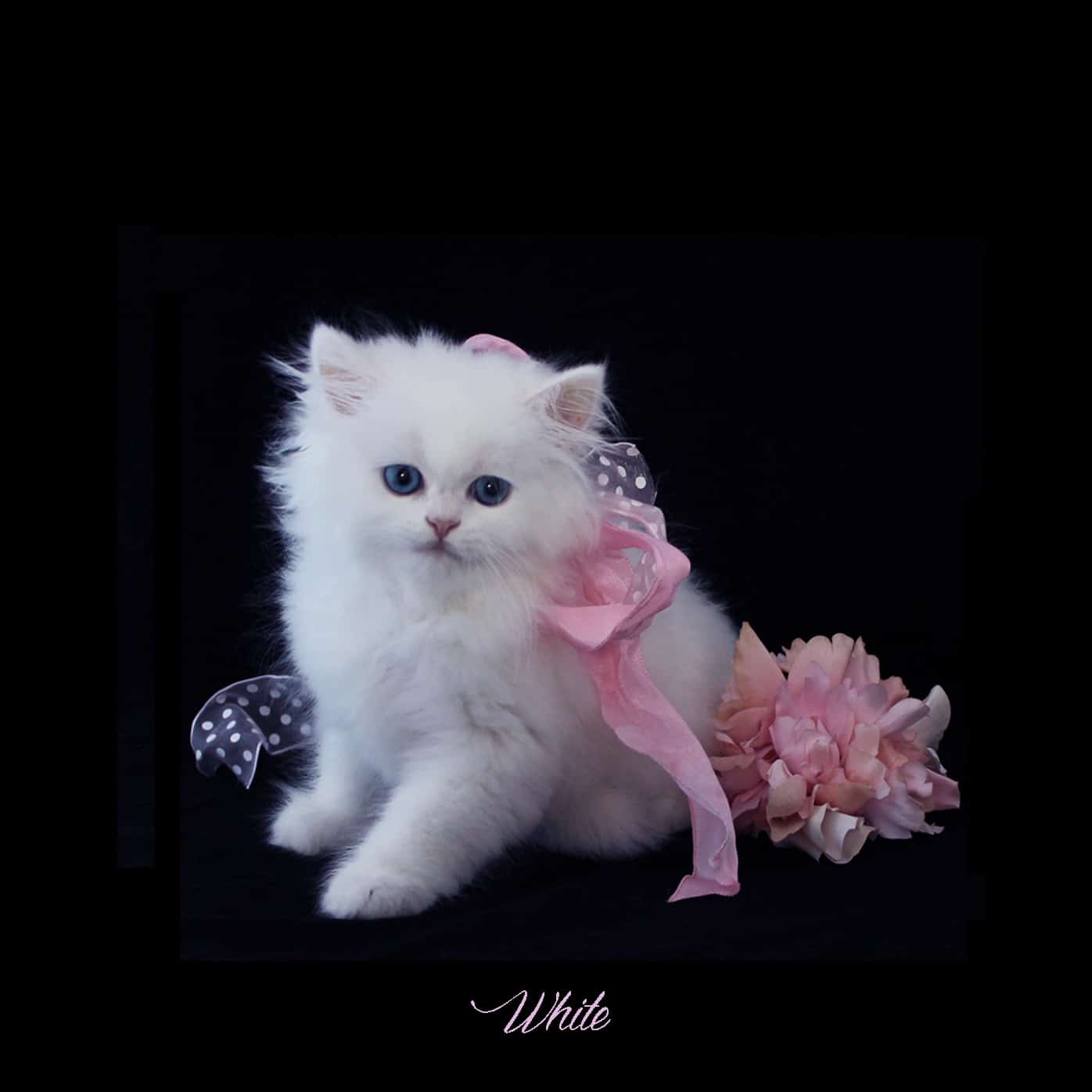White Teacup Persian Kittens for Sale