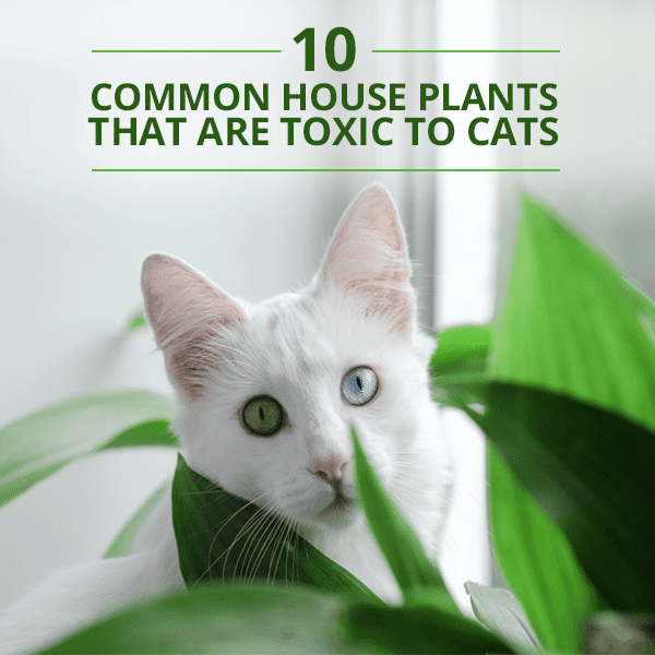 10 Common House Plants That Are Toxic to Cats