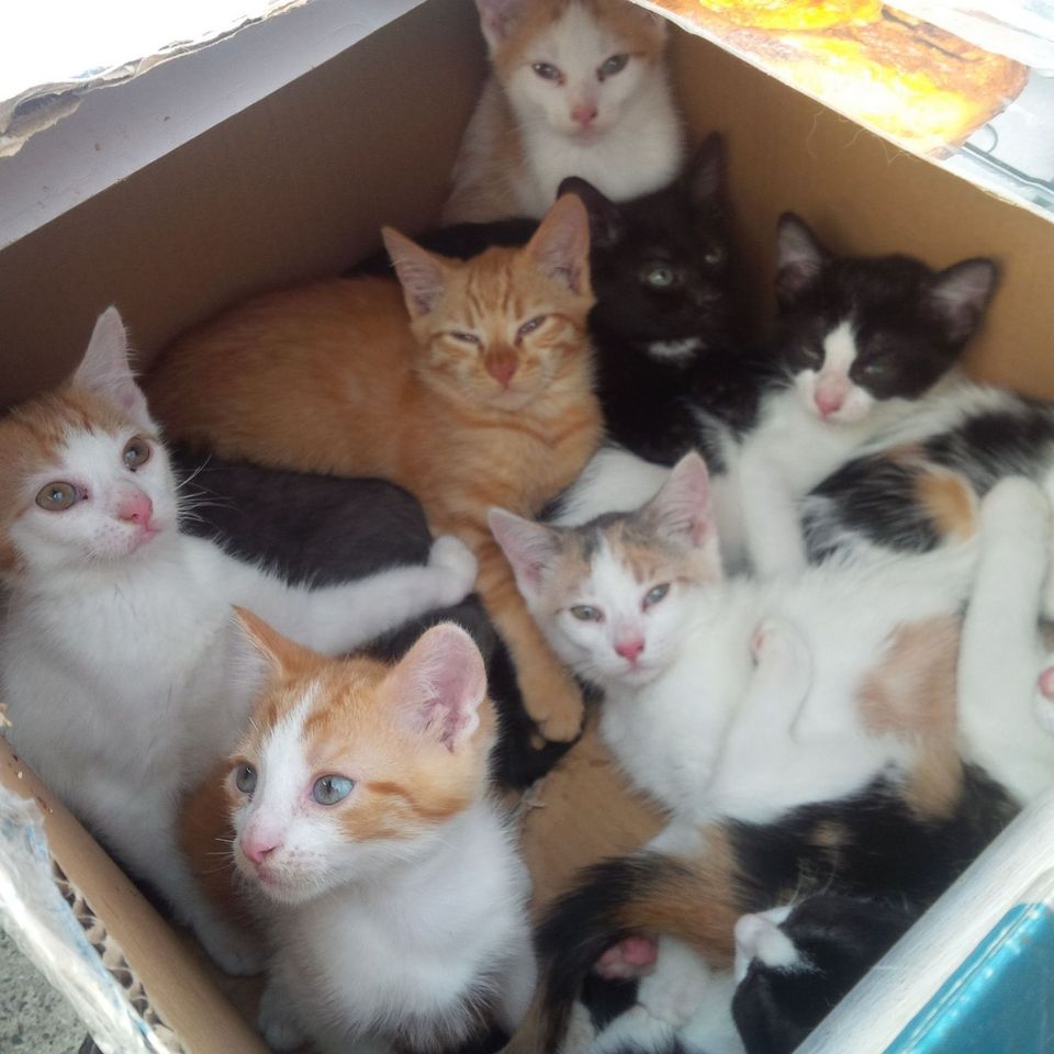 13 abandoned kittens found in in Staten Island are doing well