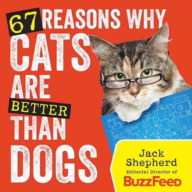 15 motivos irrefutáveis que explicam porque gatos são melhores do que ...