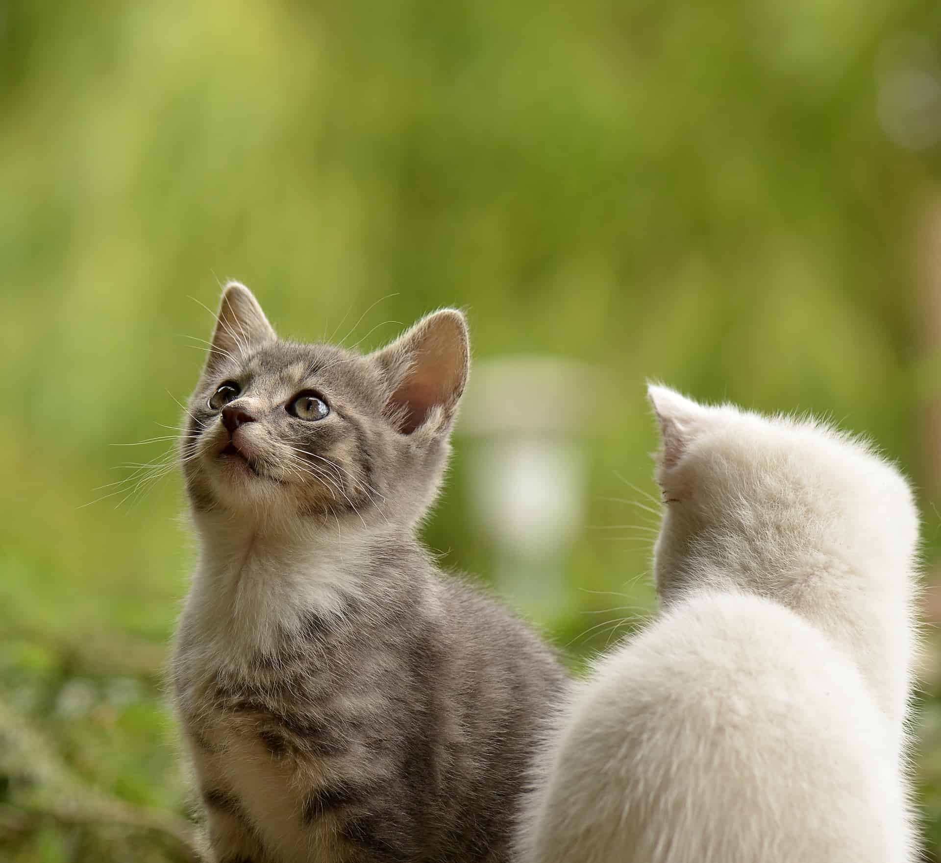 20 of the Cutest Kittens You